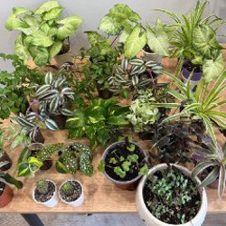 Гибазис - фото 1