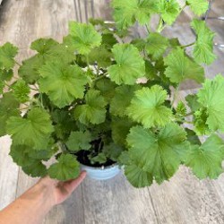 Гибазис - фото 2