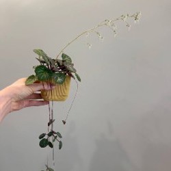 Гибазис - фото 3