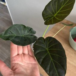 Гибазис - фото 4