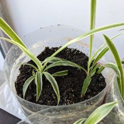 Хлорофитум - фото 2