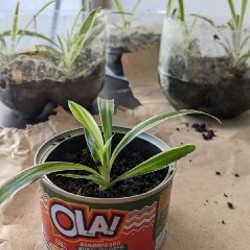 Хлорофитум - фото 3