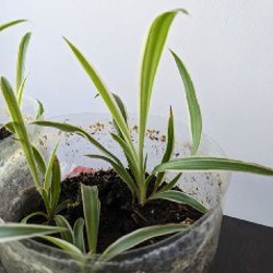 Хлорофитум - фото 4