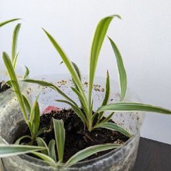Хлорофитум - фото 5