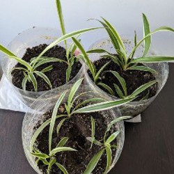 Хлорофитум - фото 6
