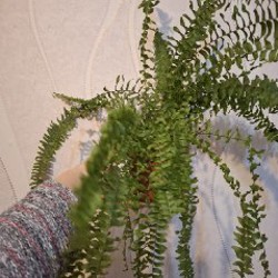 Сенецио - фото 1