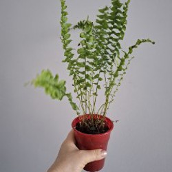 Сенецио - фото 2