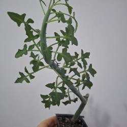 Сенецио - фото 4