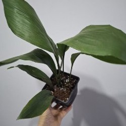 Сенецио - фото 5