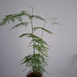 Сенецио - фото 7