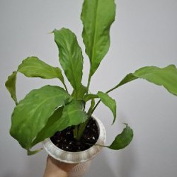 Сенецио - фото 10