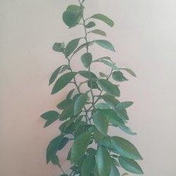 Самокат детский - фото 3