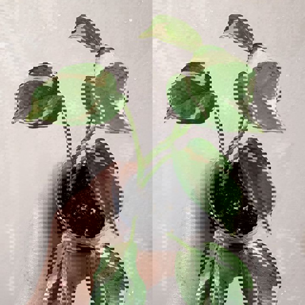 Эпипремнум Марбл Квин один верхушечный черенок