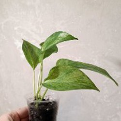 Эпипремнум Марбл Квин один верхушечный черенок - фото 3