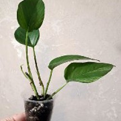 Эпипремнум Марбл Квин один верхушечный черенок - фото 4