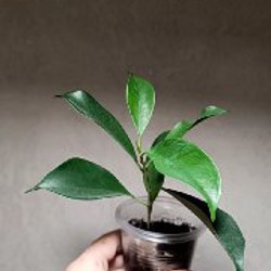 Эпипремнум Марбл Квин один верхушечный черенок - фото 8