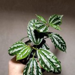 Эпипремнум Марбл Квин один верхушечный черенок - фото 9