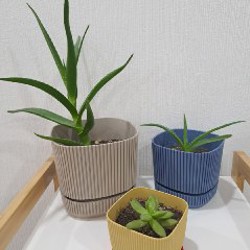 Суккулент - фото 3