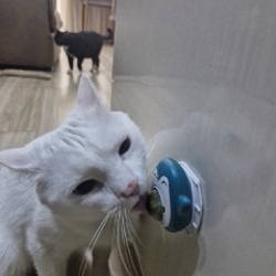 Кормушка для птиц на присосках - фото 2