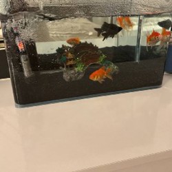 Аквариум для рыб - фото 2