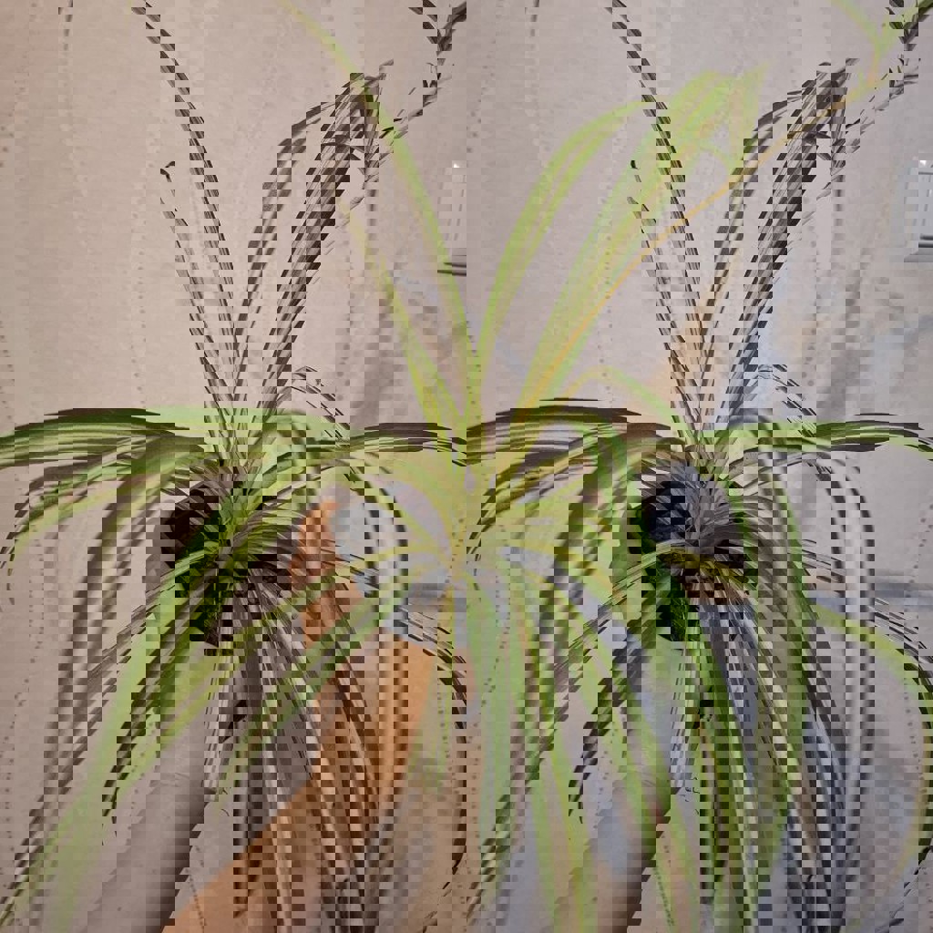 Монстера рафидофора