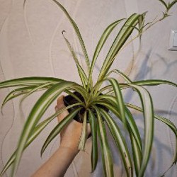 Монстера рафидофора - фото 1