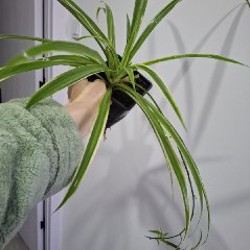 Монстера рафидофора - фото 3