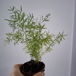 Монстера рафидофора - фото 4