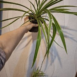 Монстера рафидофора - фото 6