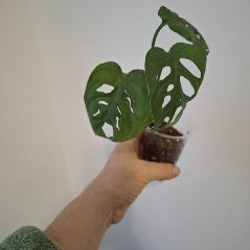 Монстера рафидофора - фото 7