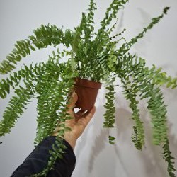 Монстера рафидофора - фото 8