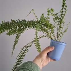 Монстера рафидофора - фото 9