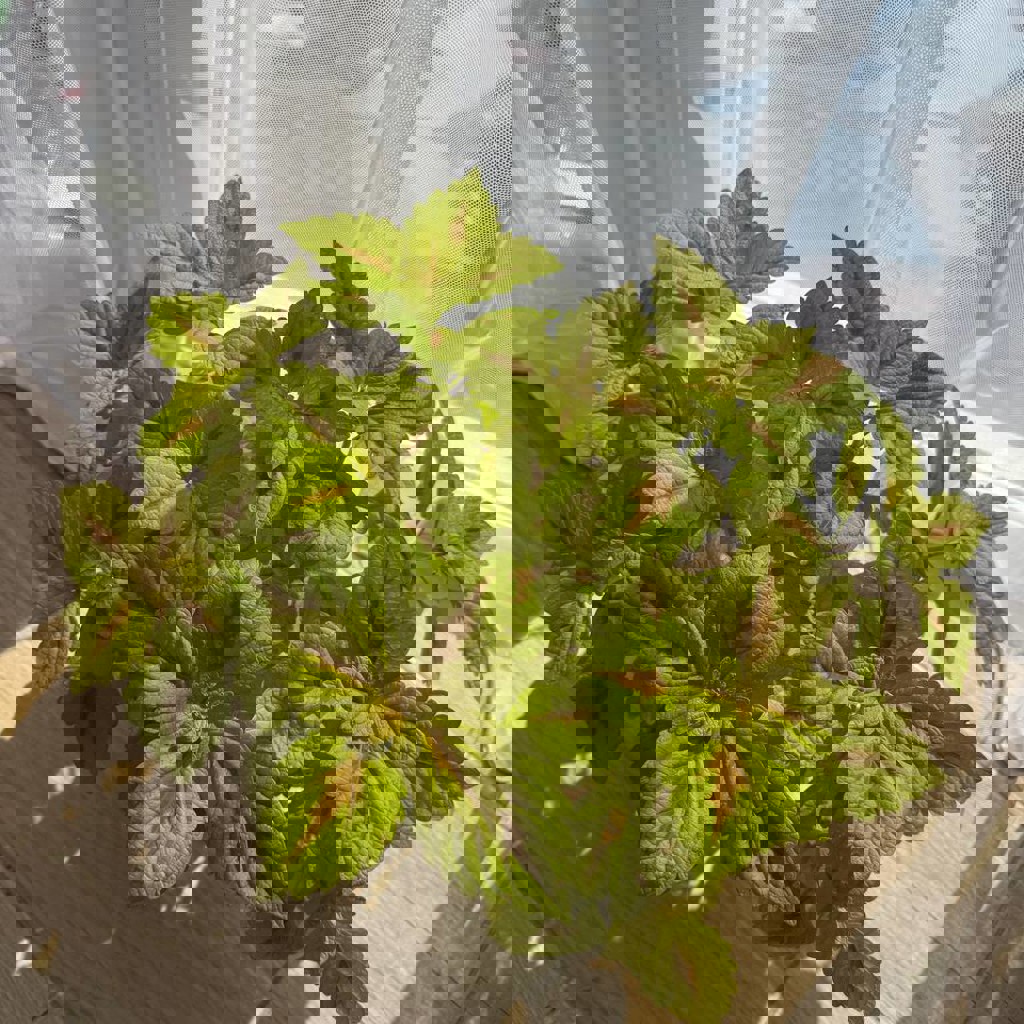 Колеус большой