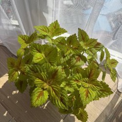 Колеус большой - фото 1