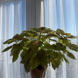 Колеус большой - фото 2