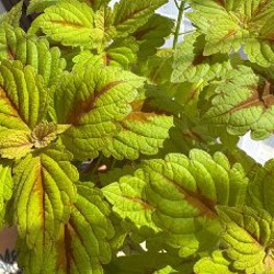 Колеус большой - фото 3