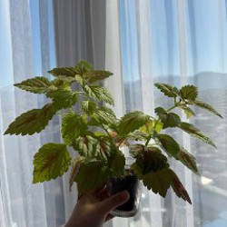 Колеус большой - фото 4