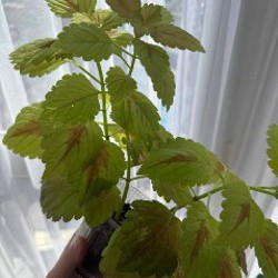 Колеус большой - фото 5