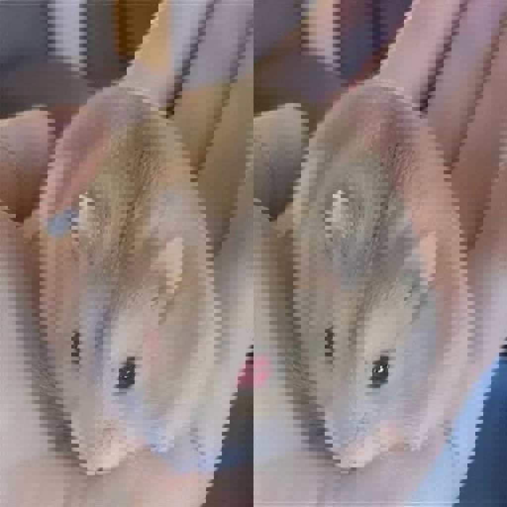 Хомячек Кэмпбелл