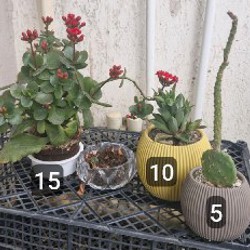 Цветы в горшках - фото 2