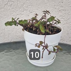 Цветы в горшках - фото 3