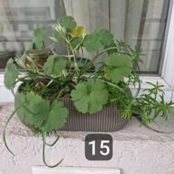 Цветы в горшках - фото 4