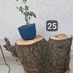 Цветы в горшках - фото 5