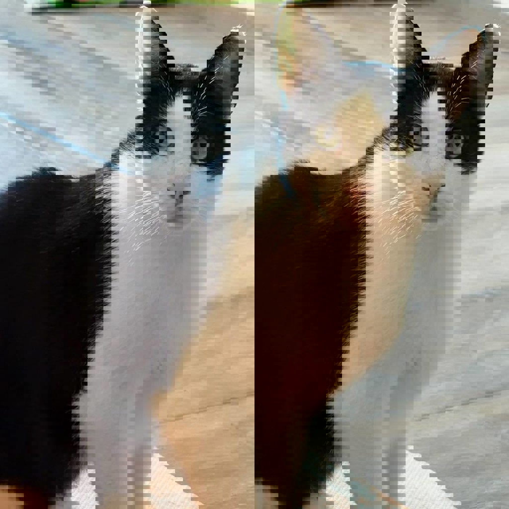 Тесла — ушастый котик