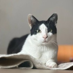 Тесла — ушастый котик - фото 2