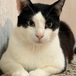 Тесла — ушастый котик - фото 3