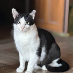 Тесла — ушастый котик - фото 4