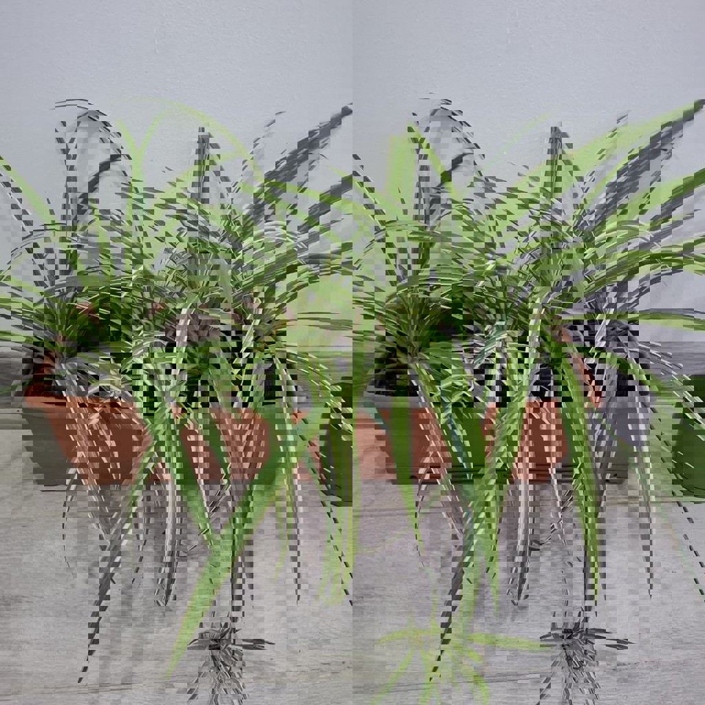 Суккуленты