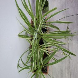 Суккуленты - фото 2