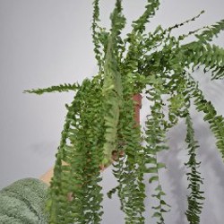 Суккуленты - фото 3